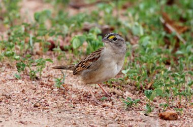 Renkli kuş yere yürüme