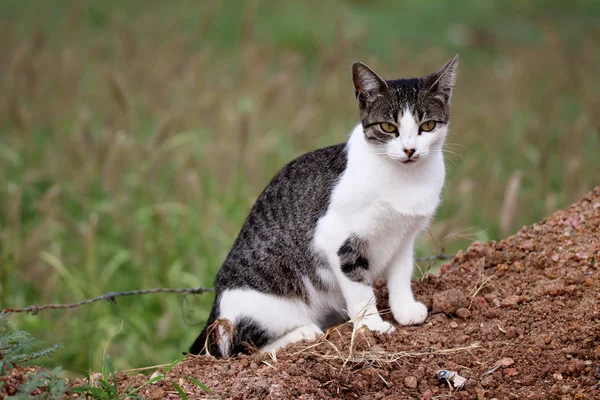 Gato doméstico buscando en natural verde fondo — Foto de Stock