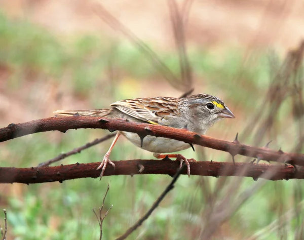Kuru dal üzerinde renkli kuş