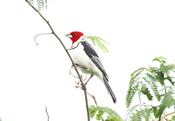 Paroaria domenicana sul ramo verde — Foto Stock