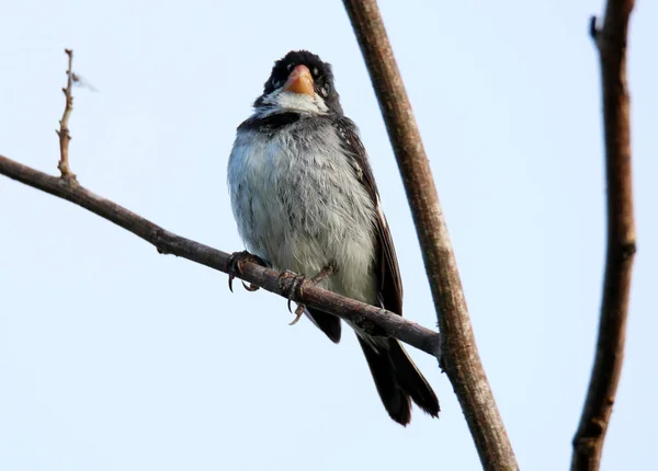 Bird sporophila caerulescens on tree — Stock Photo, Image