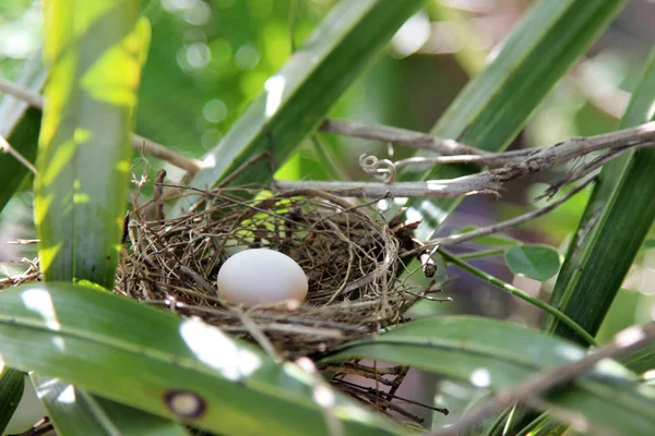 Ninho de pássaro na árvore com ovo — Fotografia de Stock