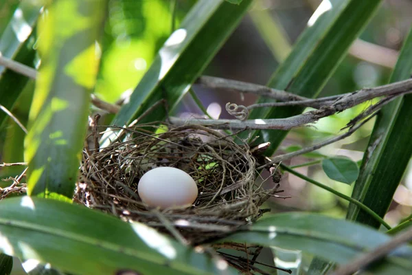 Bird egg in the nest — Stock Photo, Image
