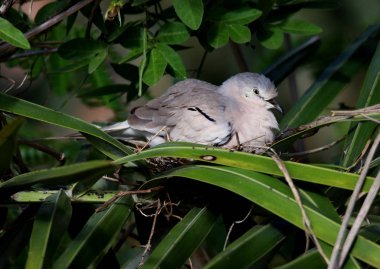 Columbina picui doğal yeşil zemin üzerine