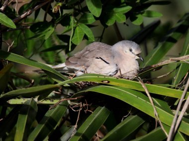 Yuvadaki Columbina picui