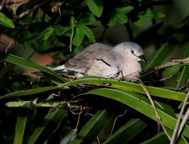İçinde belgili tanımlık yuva haddeleme