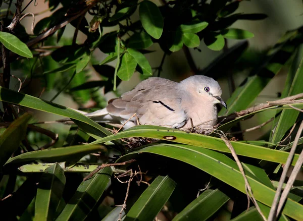 Columbina picui in the nest — Stock Photo, Image