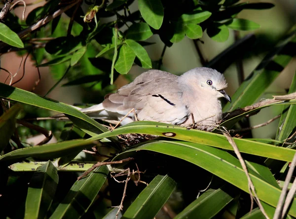 Columbina picui lying in the nest — Stock Photo, Image