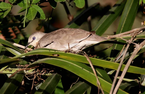 Columbina picui oiseau dans le nid — Photo