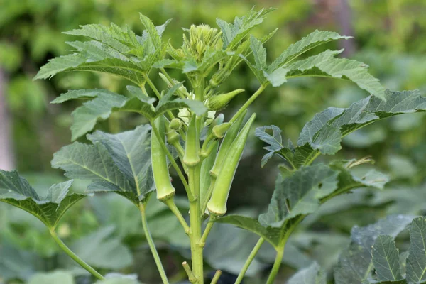 Planting of okra — Stock Photo, Image