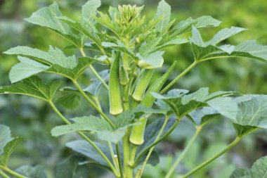 Natural green okra on the foot clipart