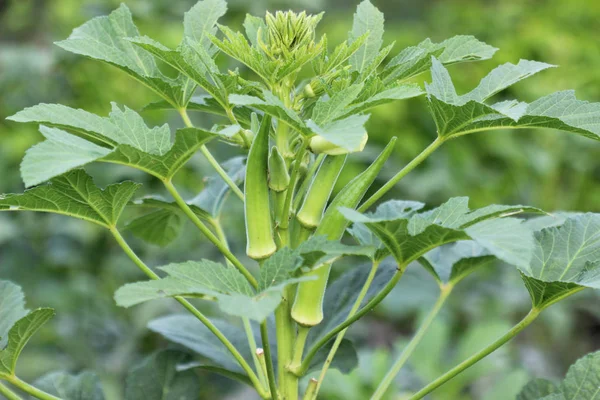 Okra verde naturale sul piede — Foto Stock