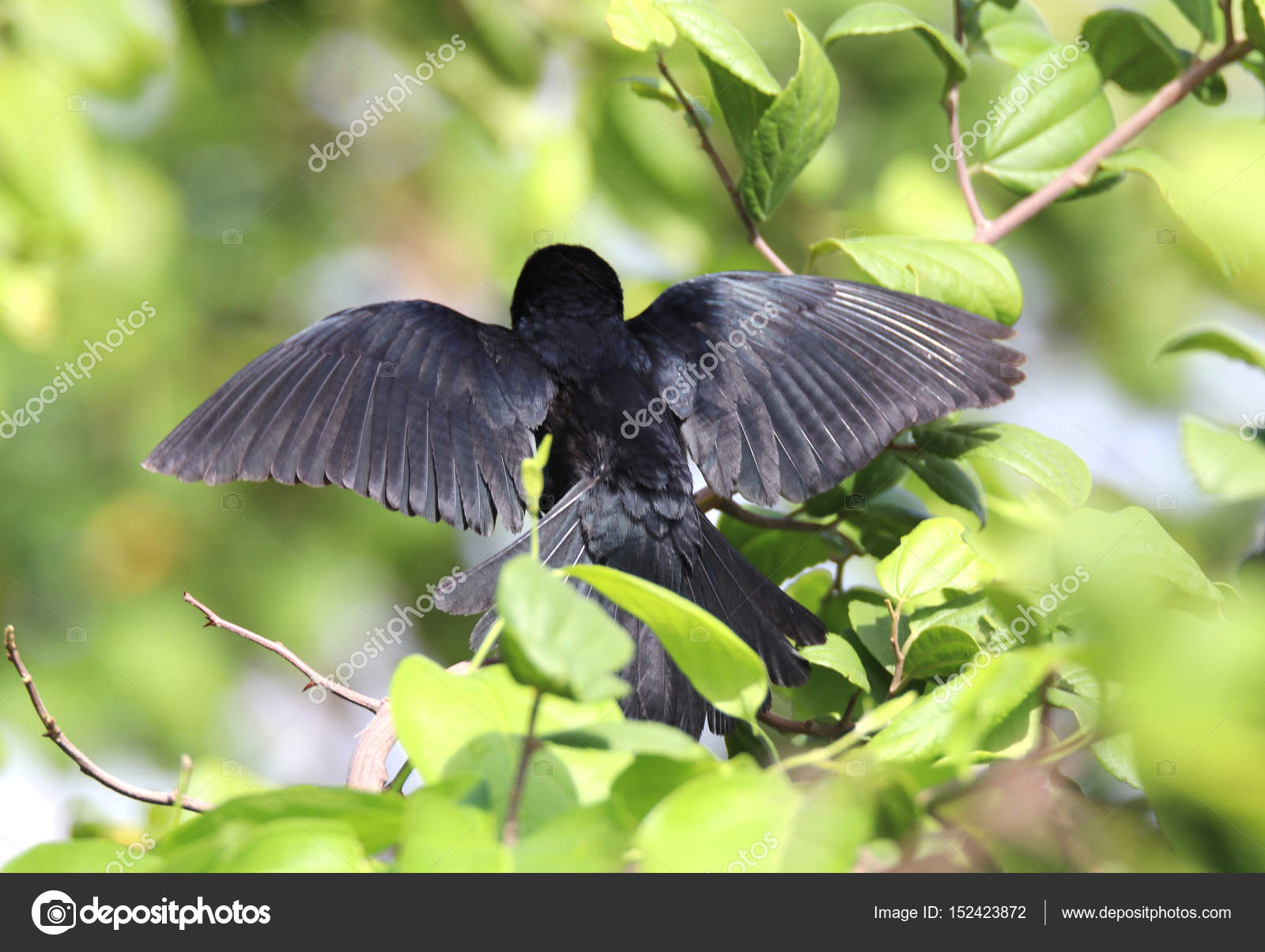 翼の広がりを持つ鳥 ストック写真 C Joelfotos 翼の広がりを持つ鳥 ストック写真 C Joelfotos