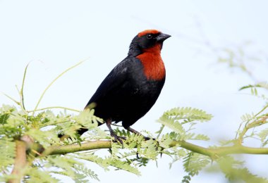 Kuş erkek chrysomus ruficapillus ağacında