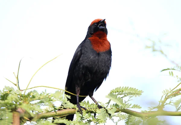 Bird male chrysomus ruficapillus singing — Stock Photo, Image