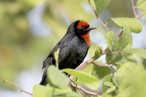 Bird chrysomus ruficapillus — Stockfoto