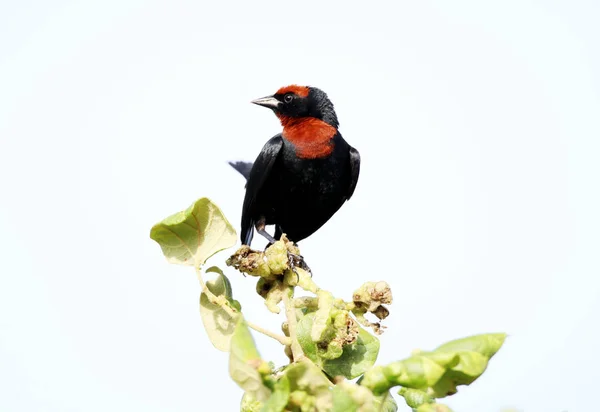 Chrysomus ruficapillus on green branch — Stock Photo, Image