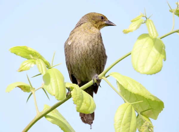 Bird chrysomus ruficapillus feminino cantando no ramo verde — Fotografia de Stock