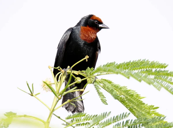 Vogel Chrysomus ruficapillus singt auf Ast — Stockfoto