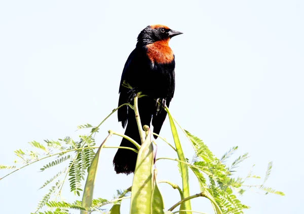 Chrysomus ruficapillus på grön gren — Stockfoto