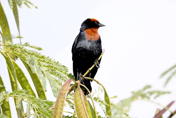 Bird chrysomus ruficapillus on branch — Stock Photo, Image