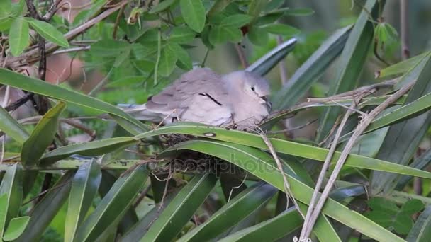 Columbina picui nel nido — Video Stock