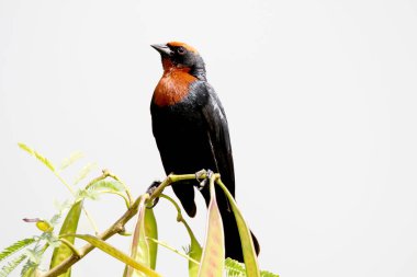 Chrysomus ruficapillus dal üzerinde