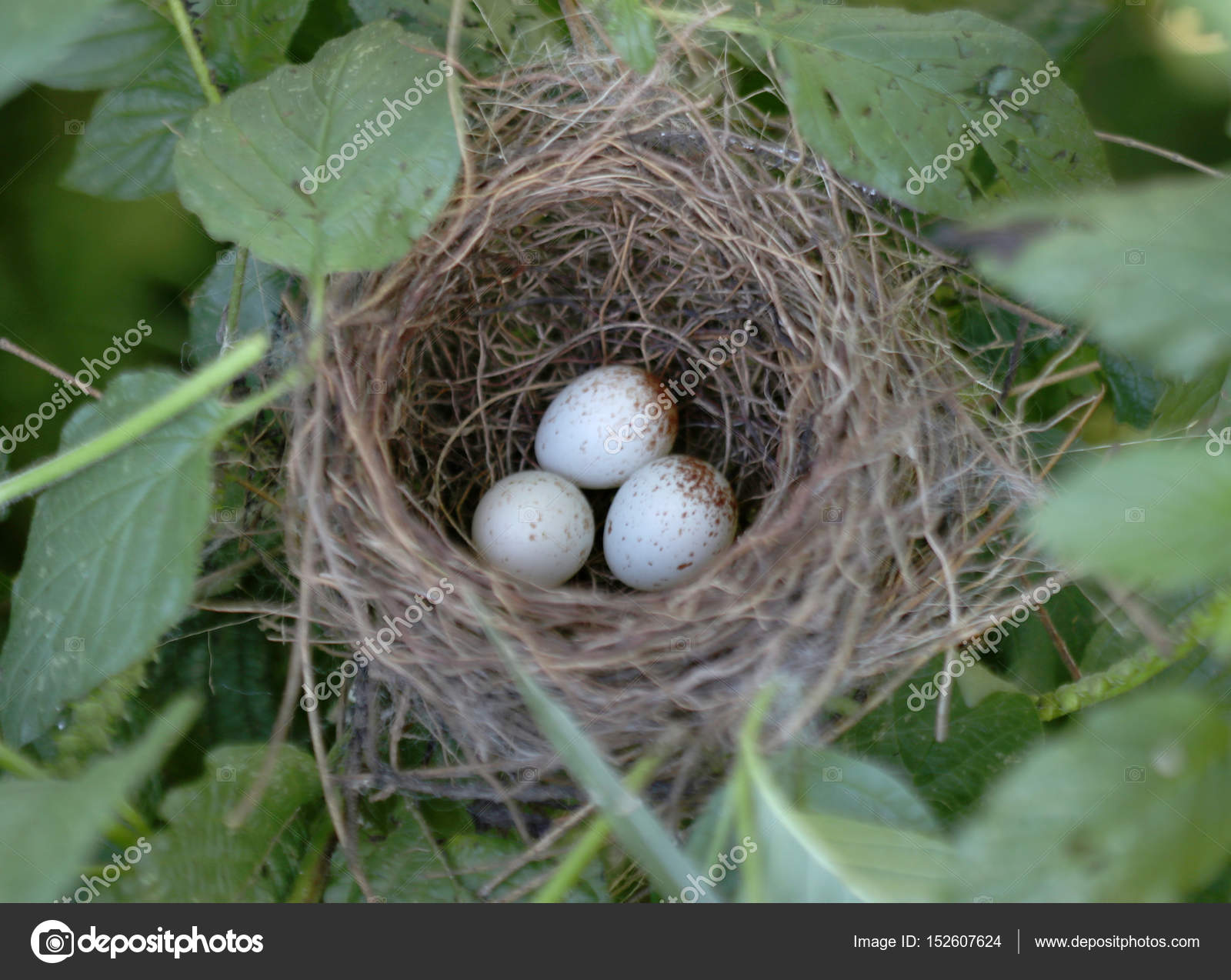 Birds Nest With Colored Eggs Stock Photo By ©joelfotos 152607624