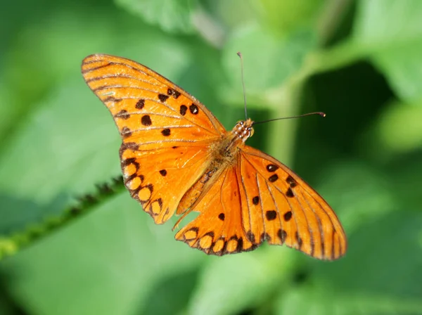 Monarcha motýl na květu — Stock fotografie