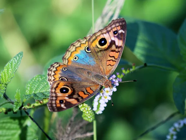 Bunter Schmetterling auf weißer Blume — Stockfoto