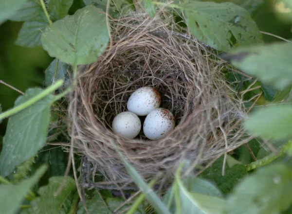 A színes tojásokat a madarak fészket — Stock Fotó