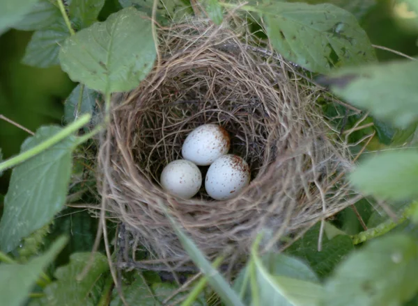 Nido de aves con huevos de colores — Foto de Stock