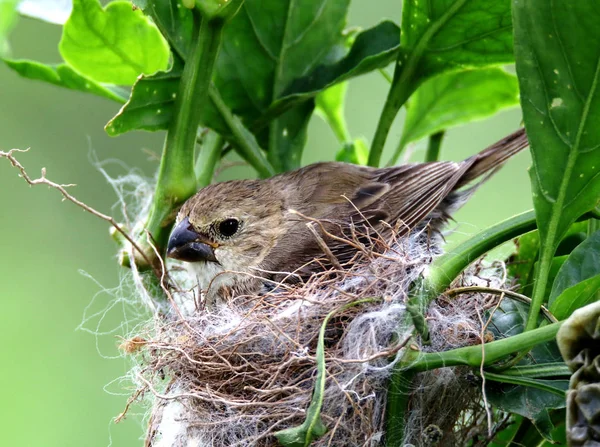 Ptak sporophila caerulescens Kobieta w gniazdo — Zdjęcie stockowe