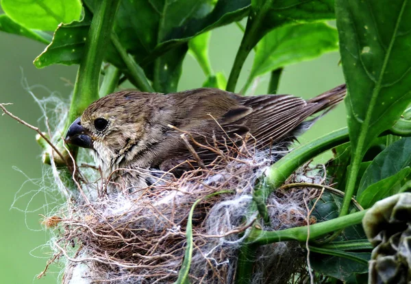 Птах спорофіла цереокласи жіночі лежать в гнізді — стокове фото