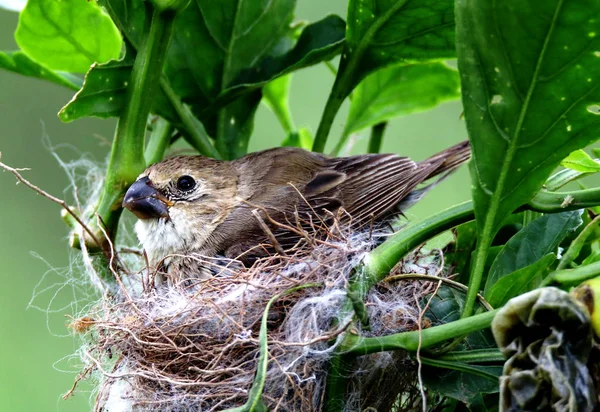 Самка птица, смотрящая на гнездо — стоковое фото