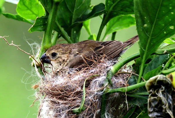 Bird sporophila caerulescens in nest — Stock Photo, Image