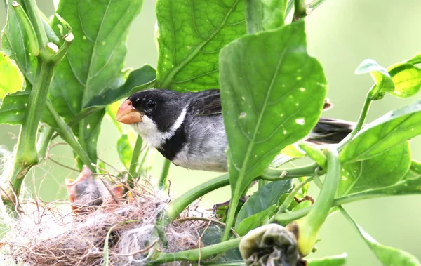 Vogel sporophila caerulescens man in nest — Stockfoto