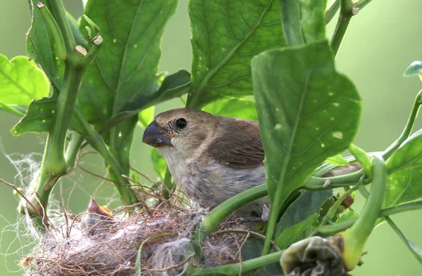 Ptak sporophila caerulescens Kobieta, patrząc na gniazdo — Zdjęcie stockowe