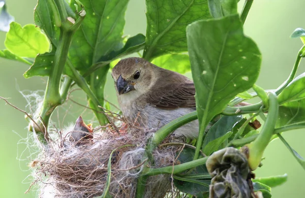 Sporophila caerulescens vrouw zoekt bij de kinderen in het nest — Stockfoto
