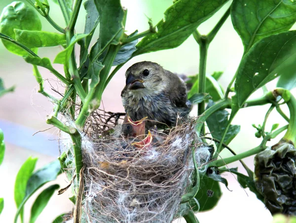 Vogel sporophila caerulescens kijken naar de baby's in het nest — Stockfoto