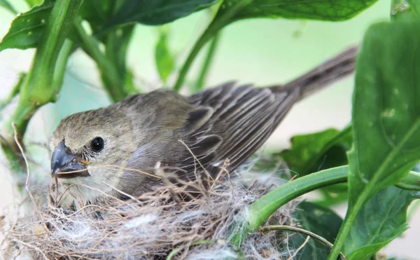 Vogel sporophila caerulescens in nest — Stockfoto