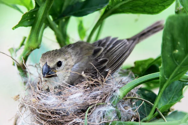 Vogel sporophila caerulescens vrouw liggend op nest — Stockfoto