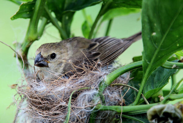 Female Sporophila caerulescens lying in nest