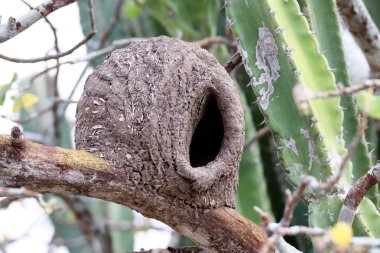 Nest of furnarius rufus clipart