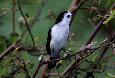 Kuş fluvicola albiventer ağacında