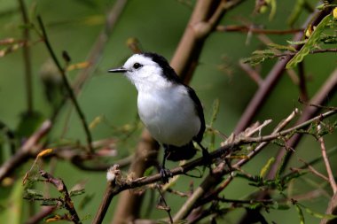 Kuş fluvicola albiventer dal üzerinde seyir