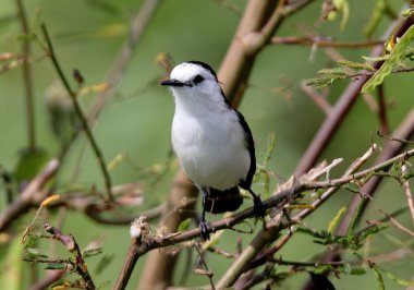 Kuş fluvicola albiventer dalı
