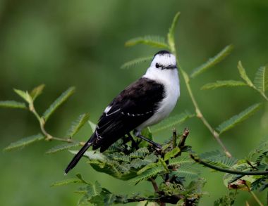 Fluvicola albiventer profili