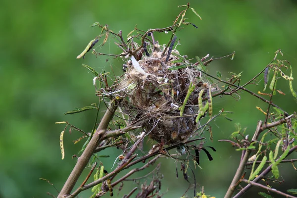 Ptačí hnízdo na větvi — Stock fotografie