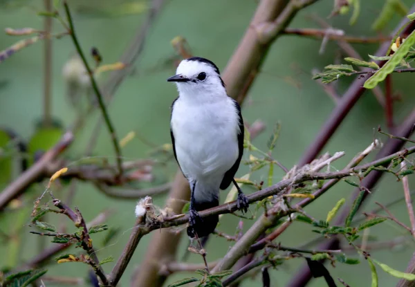 緑の自然背景 Fluvicola albiventer — ストック写真